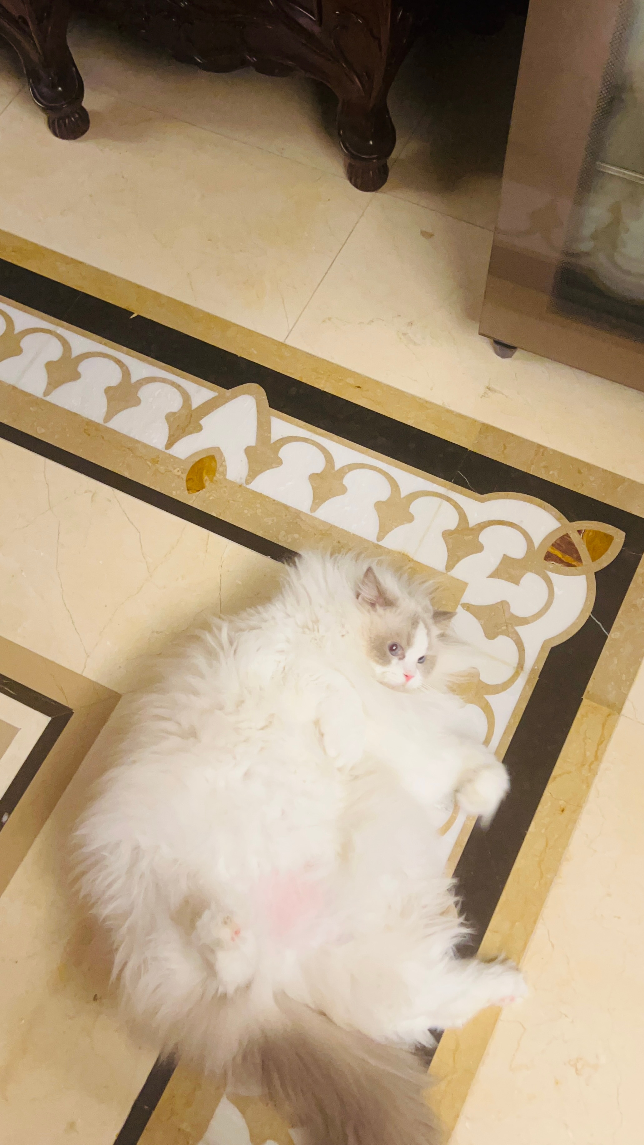 一大坨闹闹 ​​​