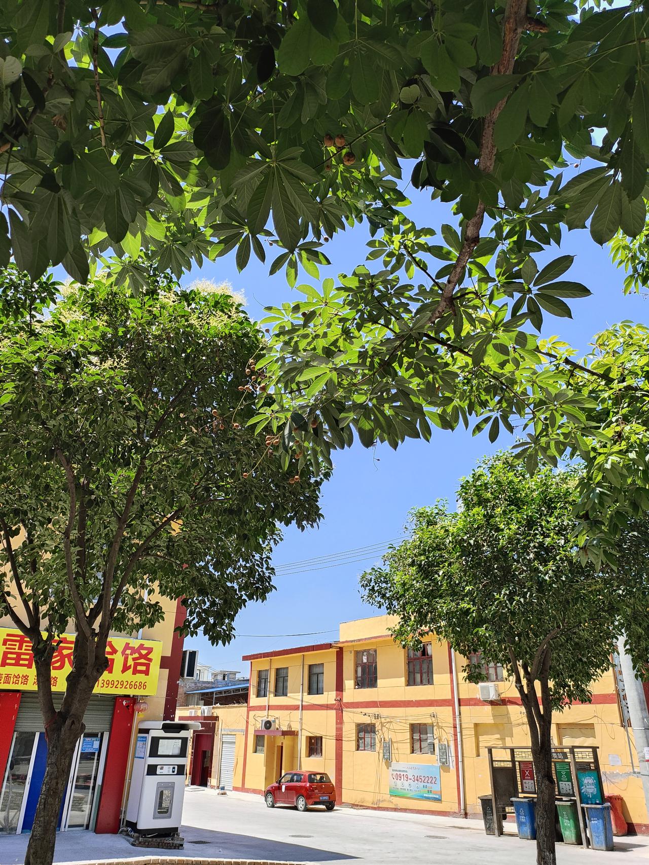​
2. 盛夏走在老街，浓荫蔽日，蓝天干净透亮，人间安稳又温柔
​
3. 树影、