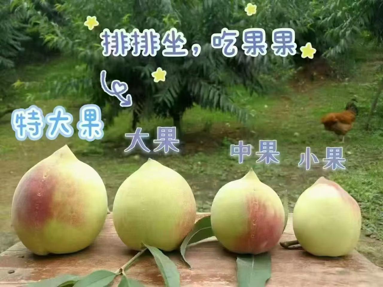 社会总是向前看，人总是要适应社会的发展才能找到生存之道。