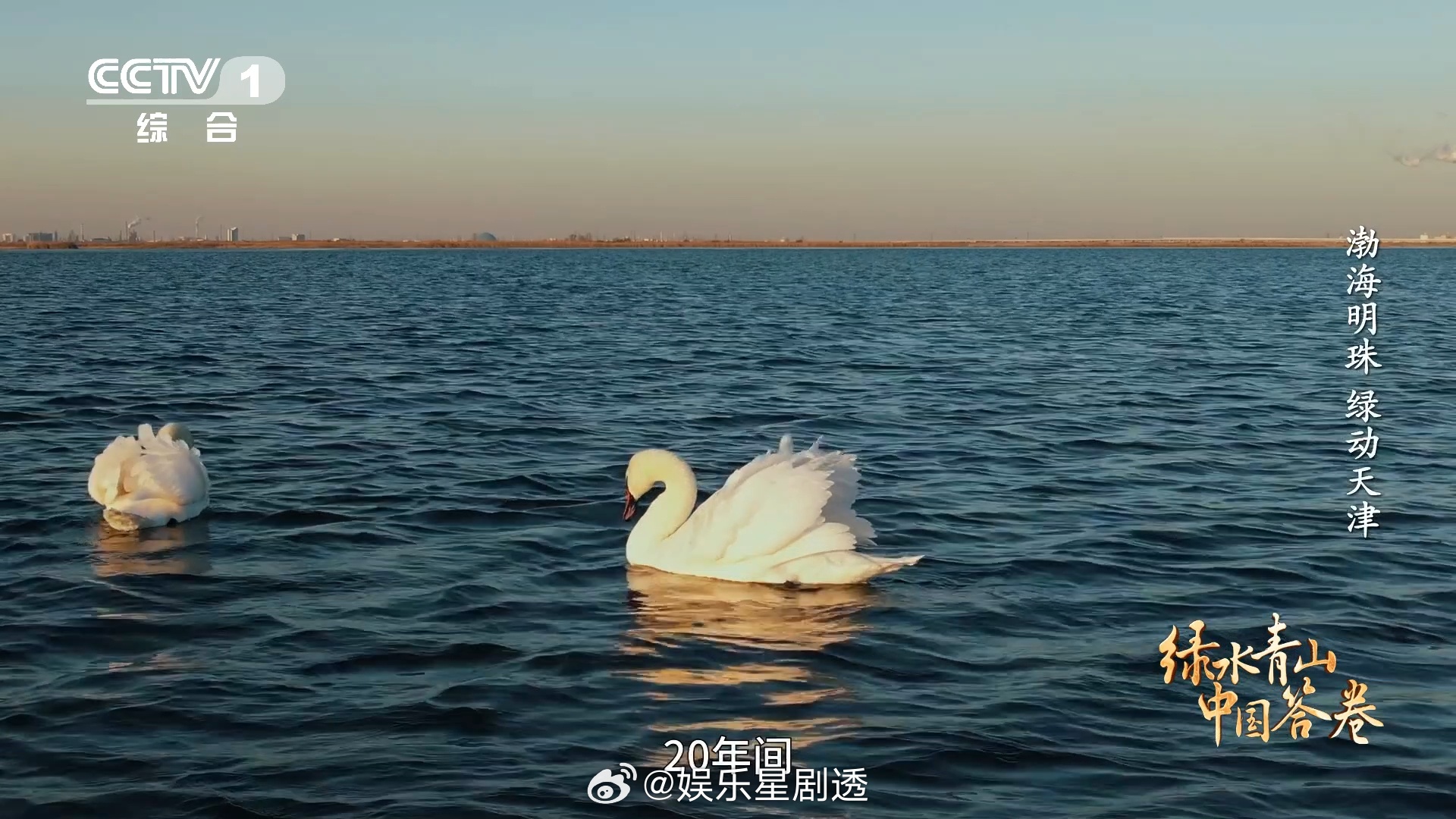 天津的东方白鹳住空中别墅人工高塔巢加凹型构架，100多对鹳妈鹳爸安心孵娃，100