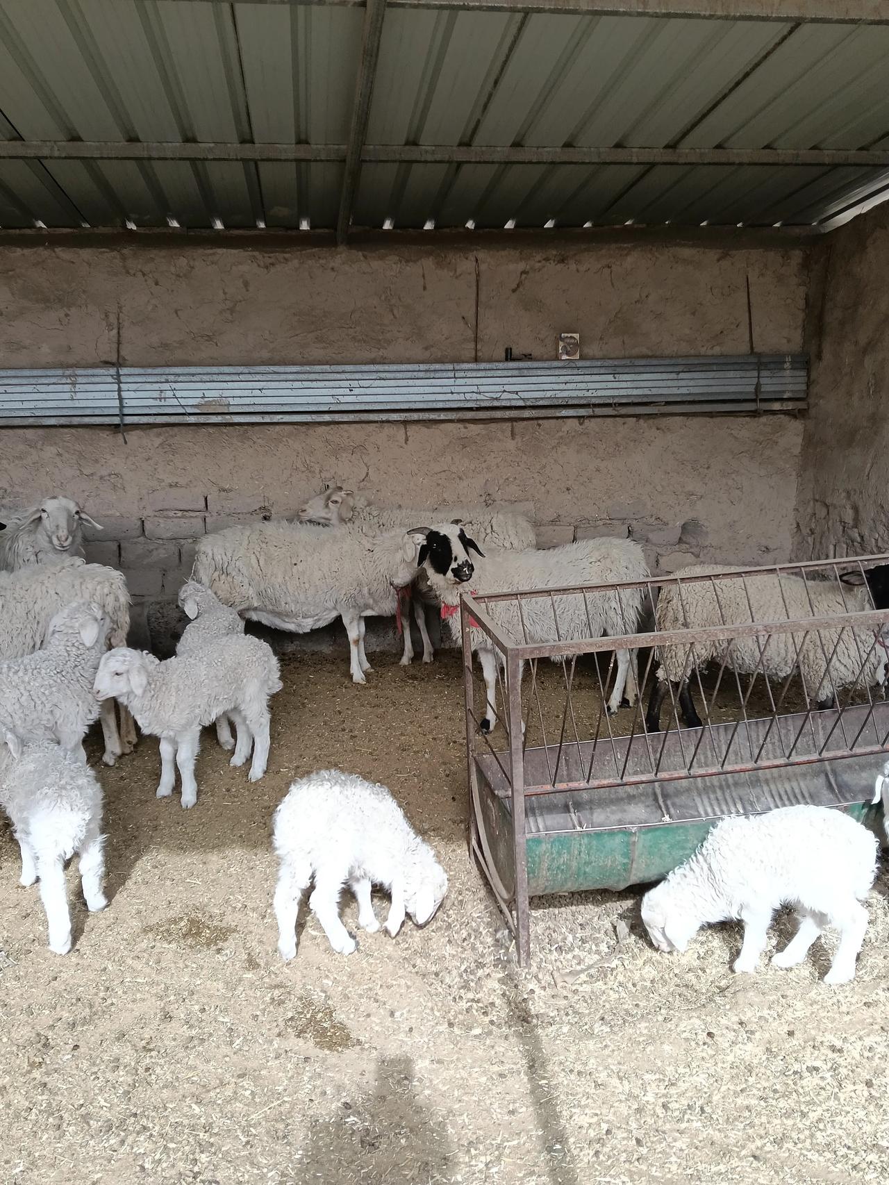 村里大喇叭喊完，养羊户们都注意了，田里绿苗出土了，谁家都要把羊圈好，进一次地，罚