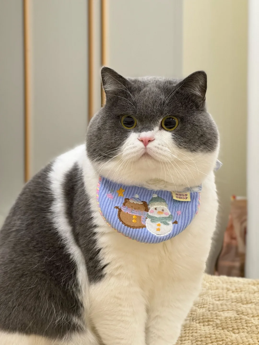 谁家小猫一生气腮帮子就气鼓鼓呀？
