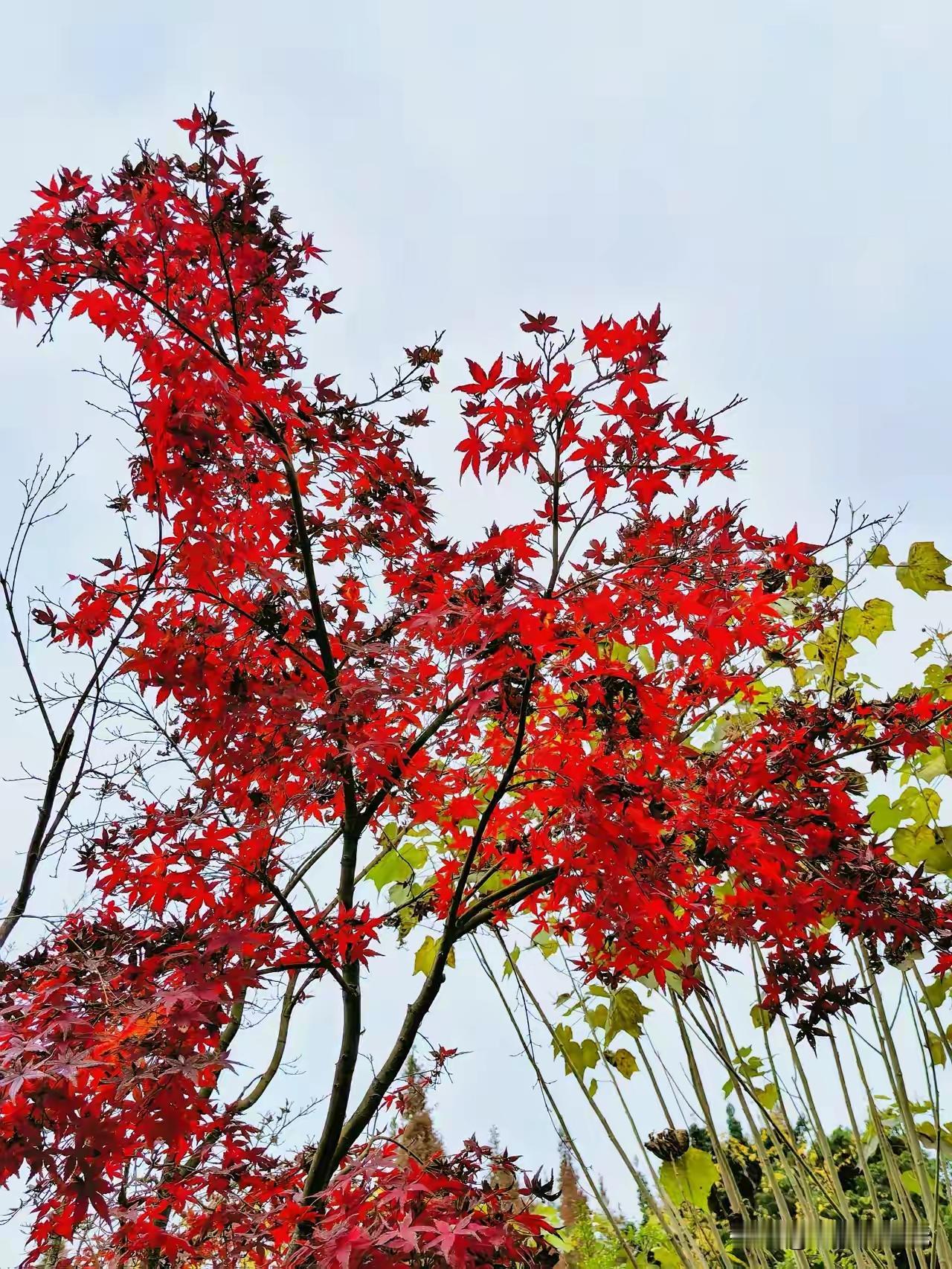 60岁大爷被火烧身亡！
任性的化价！
上海一家养老院，凌晨2点，刘大爷想要起床，