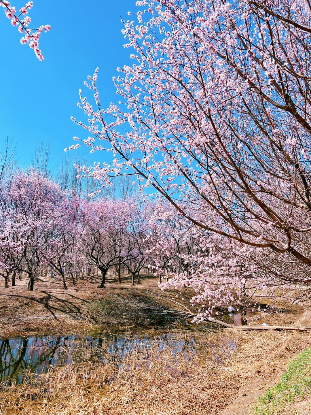 奥森隐藏的另一处无人桃花谷（附地图）