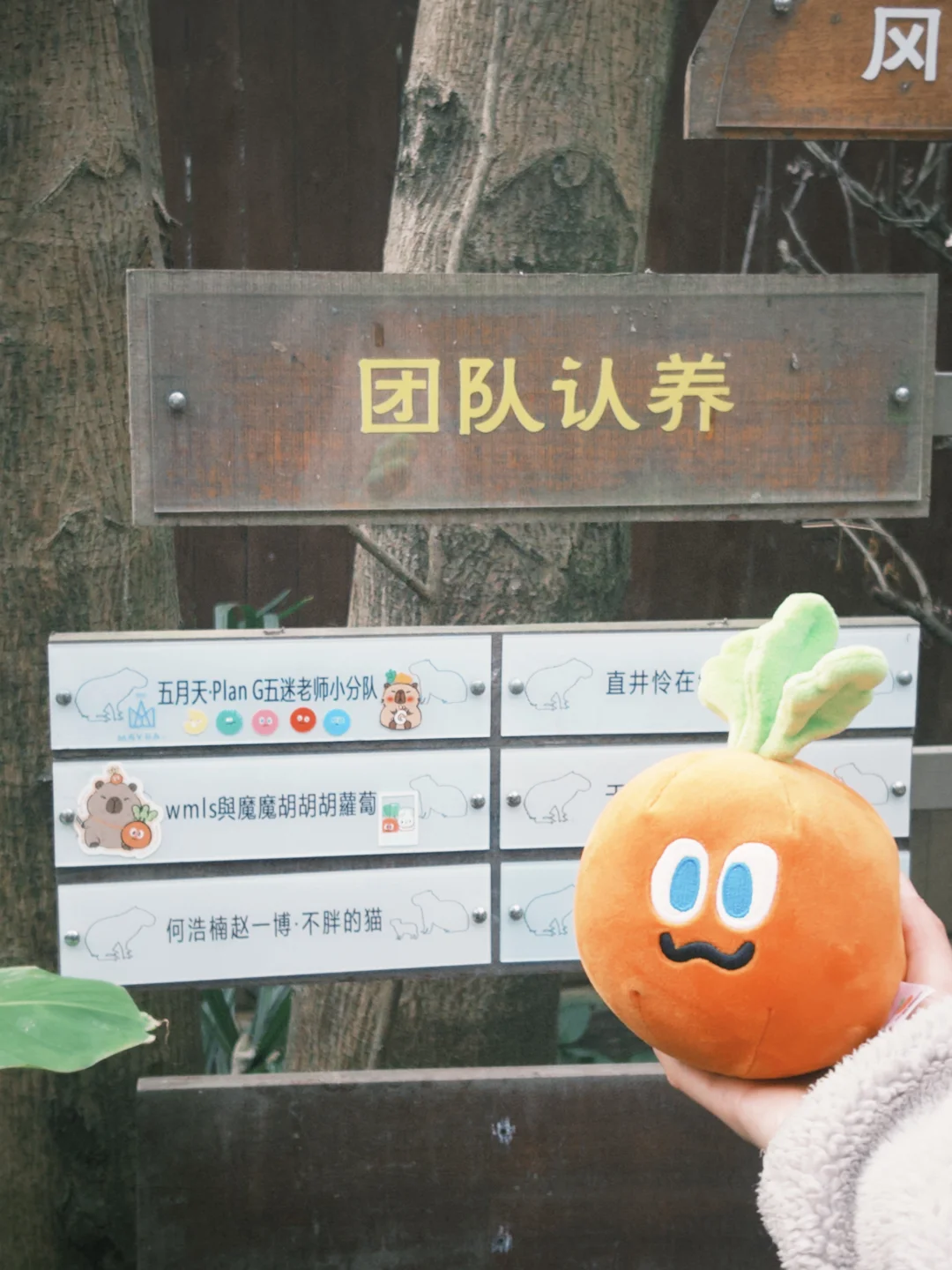 12.6好日子溜胡萝卜🥕