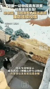 “太炸裂了！”山东威海，一位游客竟然把自己刚抽过的香烟扔给了一只大猩猩。大猩猩看