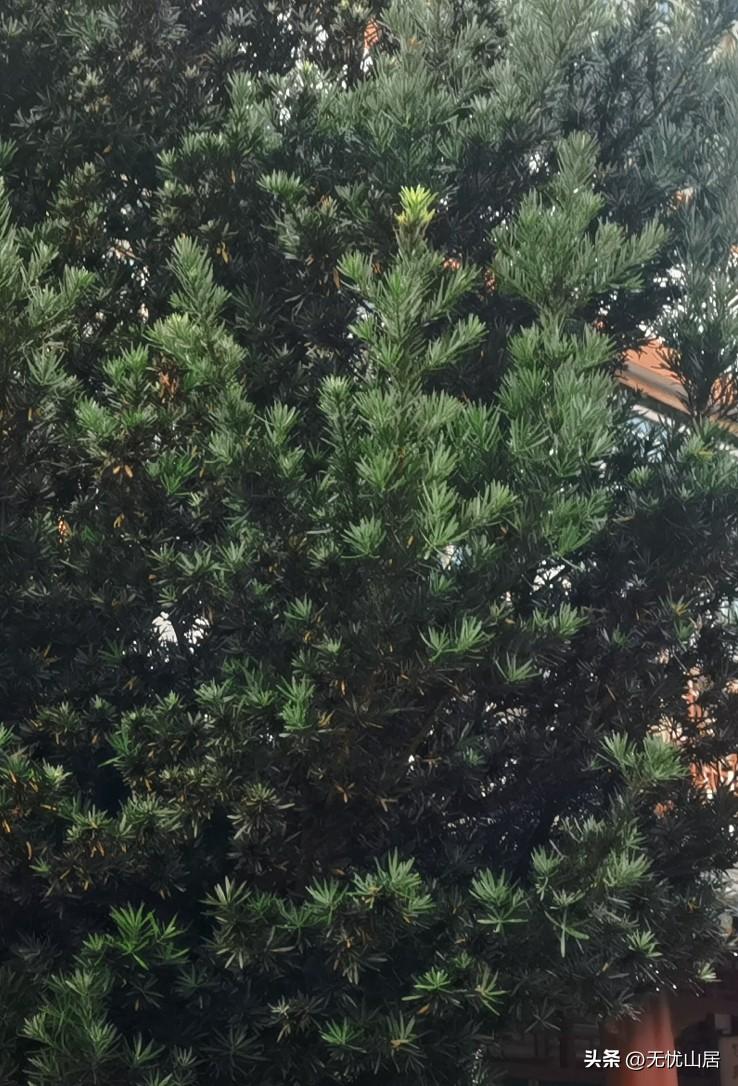节后，大A赚钱的方向有三个：
一：眉，（煤），飞色舞。资源是根本。天冷了，要加一