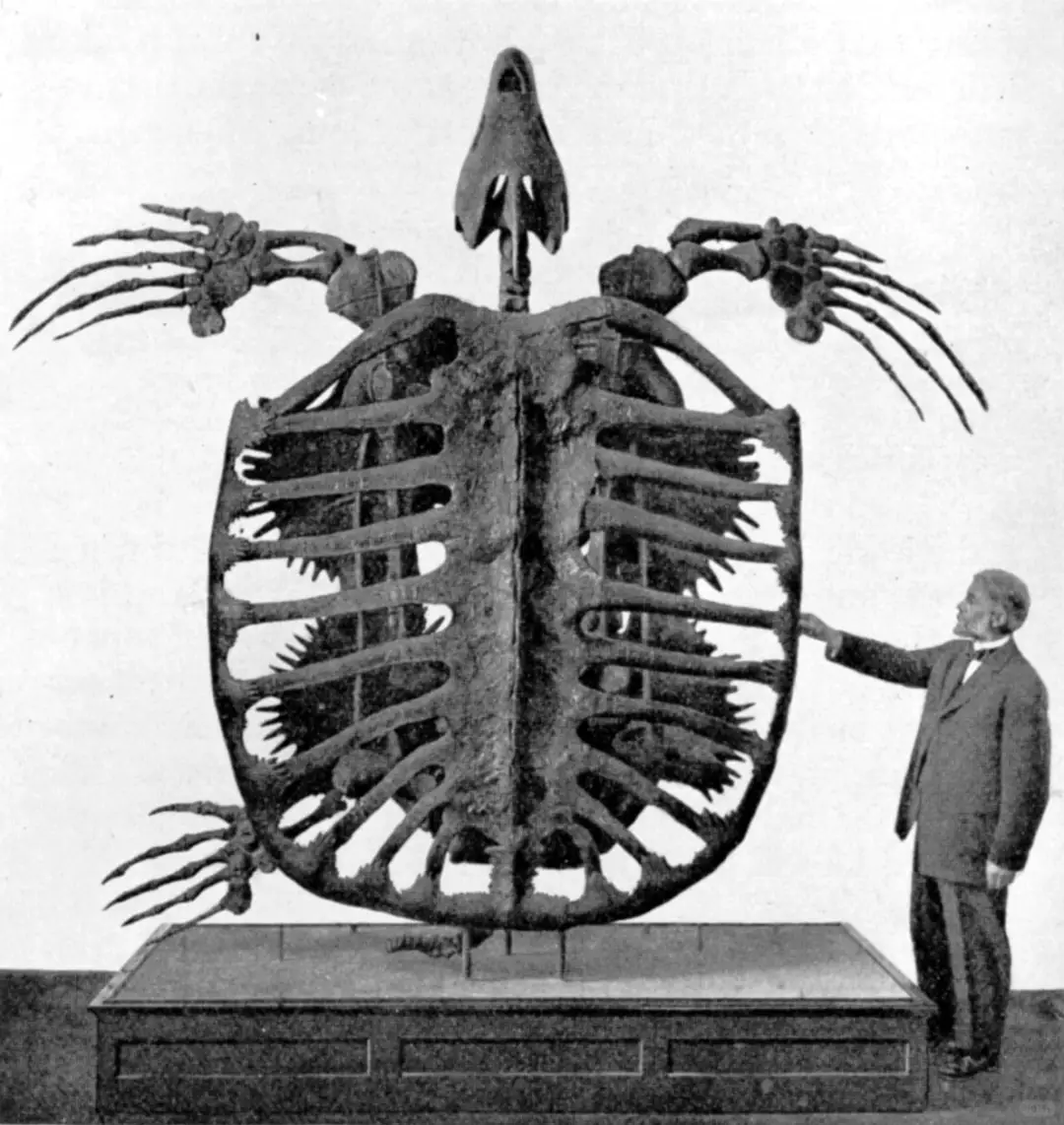 白垩纪巨型乌龟 Archelon 的化石骨架，重达 2.2 吨多，长 ...