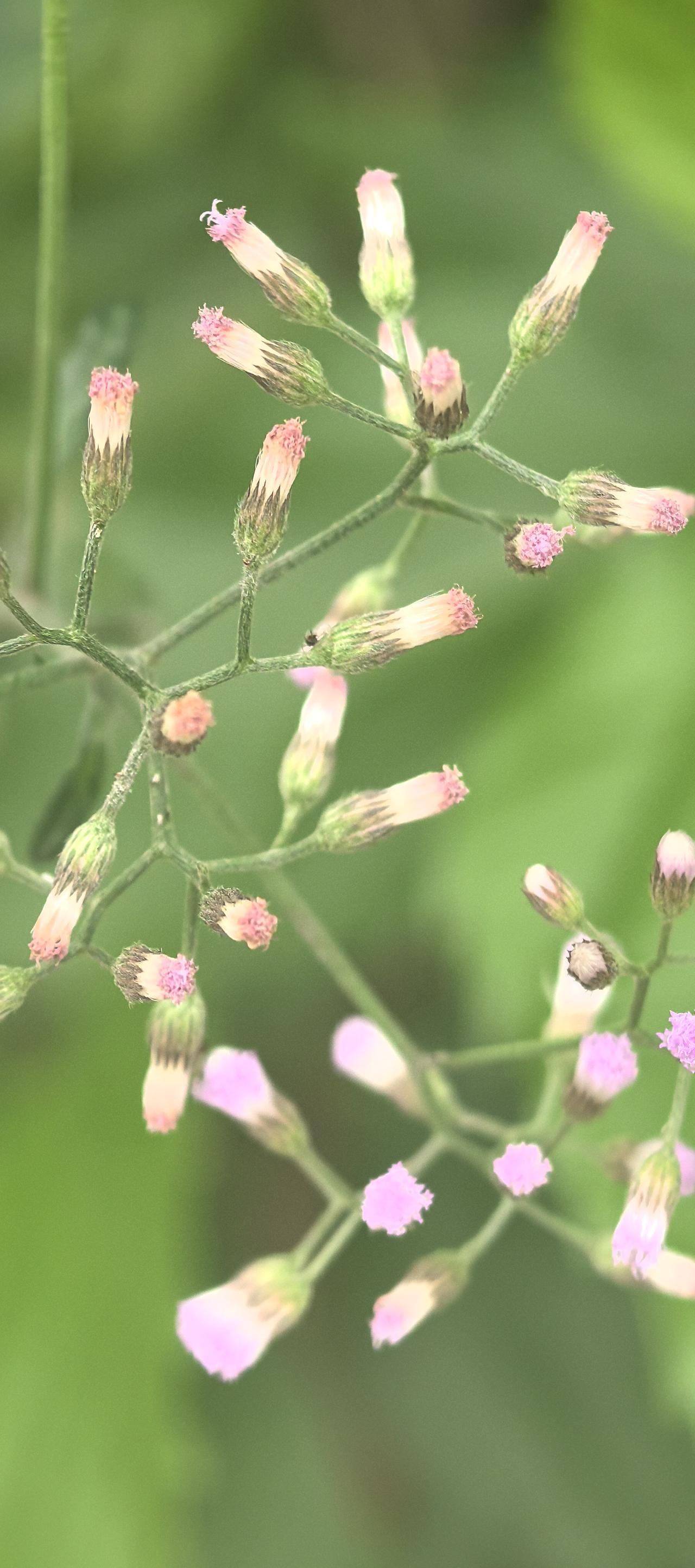 莫在尘凡论是非，路边秽草亦芳菲。
无须待蕊传春信，总有风光自细微。