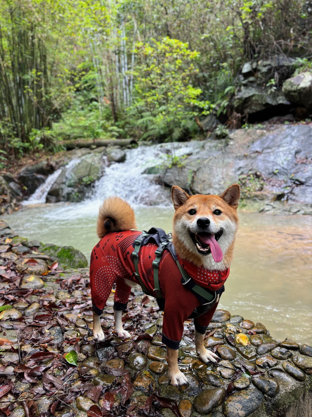 端午带小狗玩🏞️韶关小众湿地公园