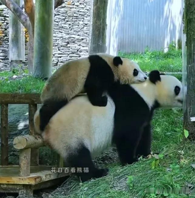 宝宝巴士并不是那么好坐！[笑哭]
   可爱的青思宝宝看见妈妈背靠椅子侧边的扶手