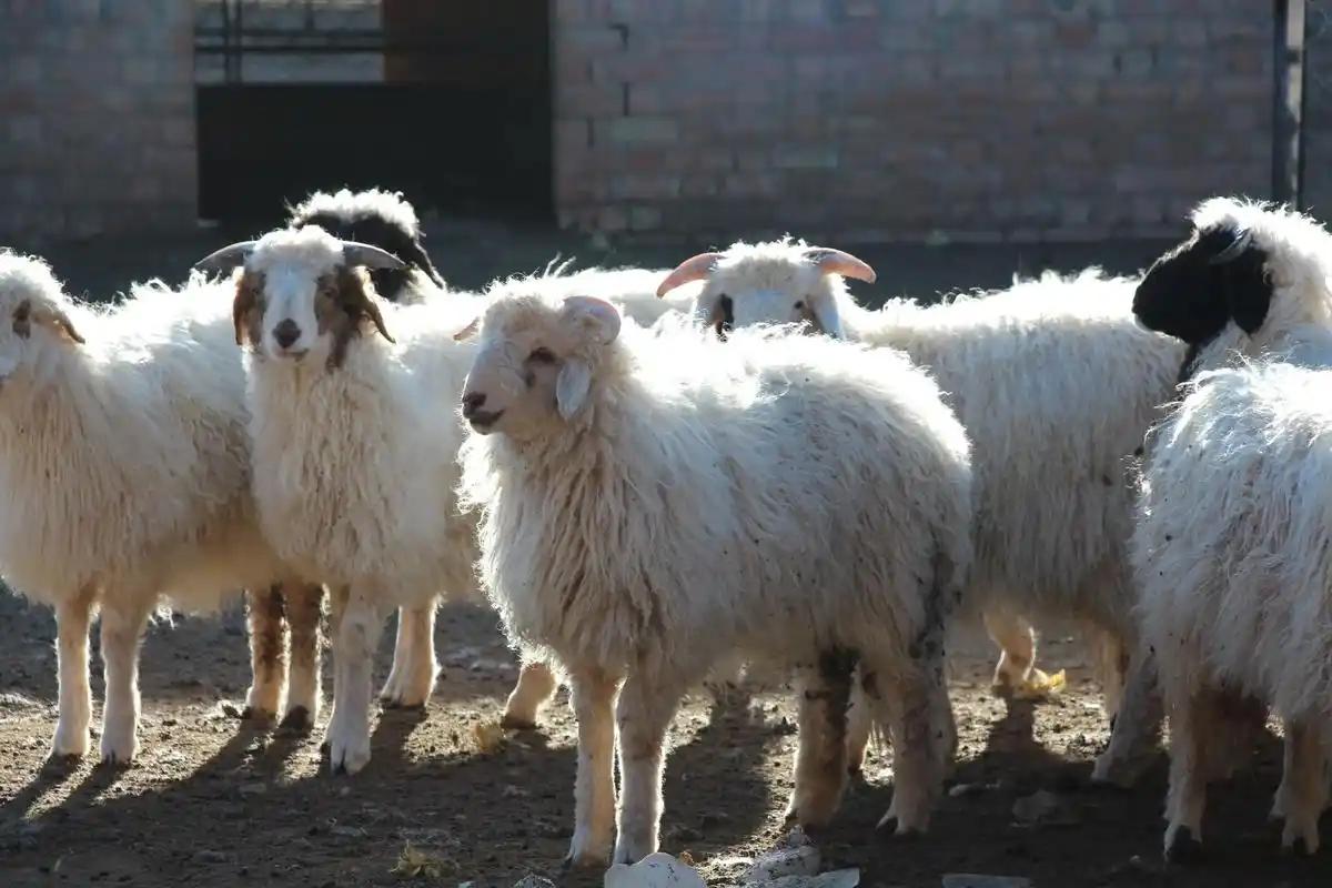 8只羊需要国家同意，曾6次端上国宴的羊，老家却是片死地。
 
这只羊活着的时候就