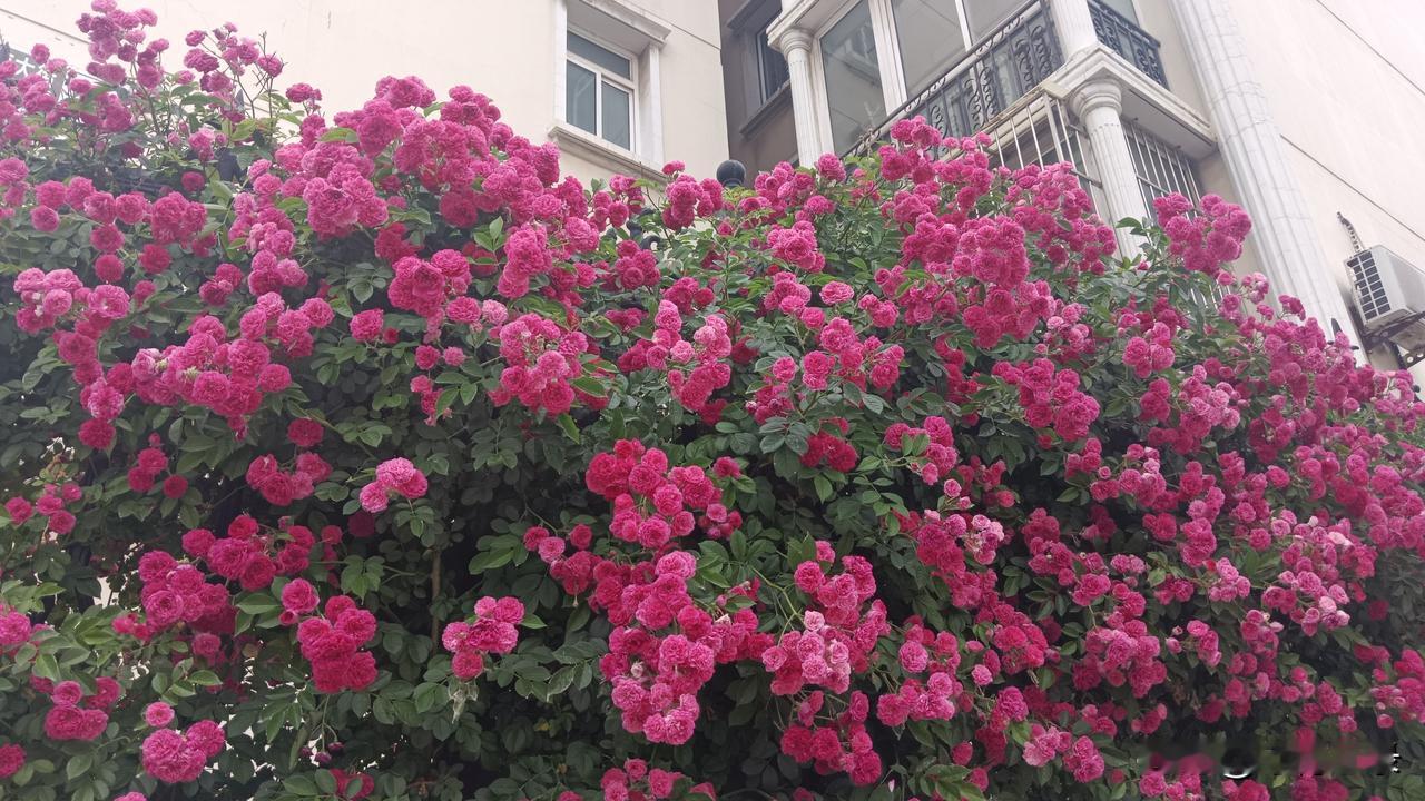 美俄元首先后访华，这件事没有什么神秘的，只是相互有需求而已。
美国希望与中国一起
