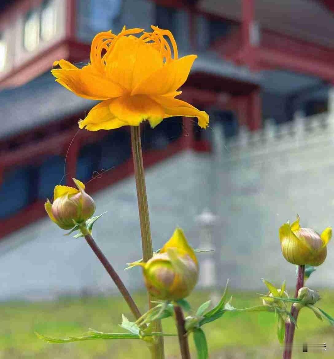 今天是6月4日，星期四，我们这里的天气是多云，最高气温零上24度，最低气温零上1