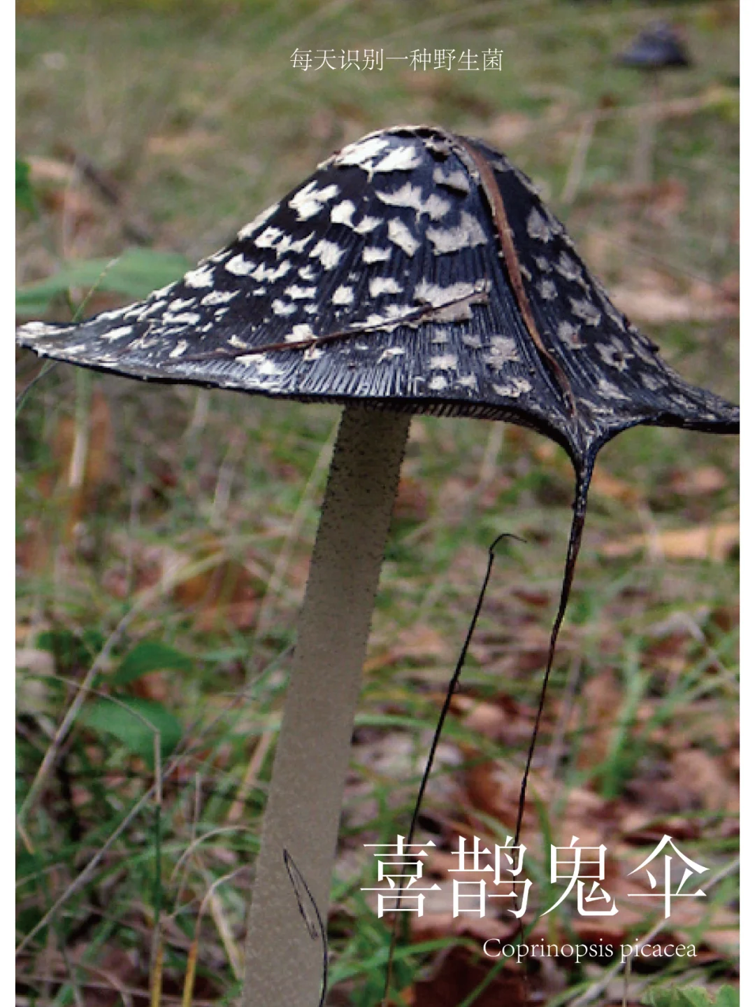 喜鹊鬼伞，会化为墨汁