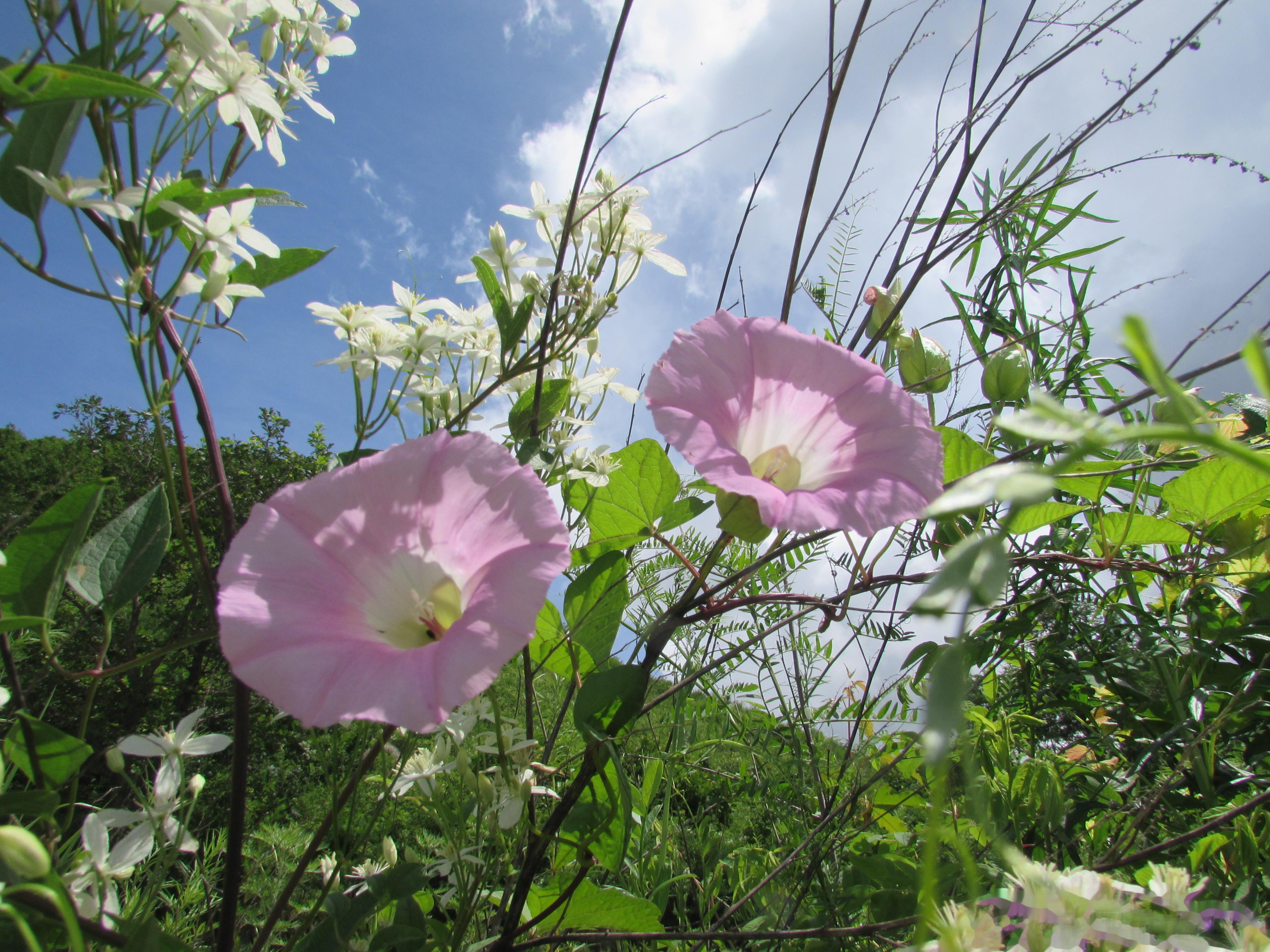 北大荒7月份盛开的鲜花，1，旋花。2，剪秋萝。3，拳参。4，玉簪花。5，蓝盆花。