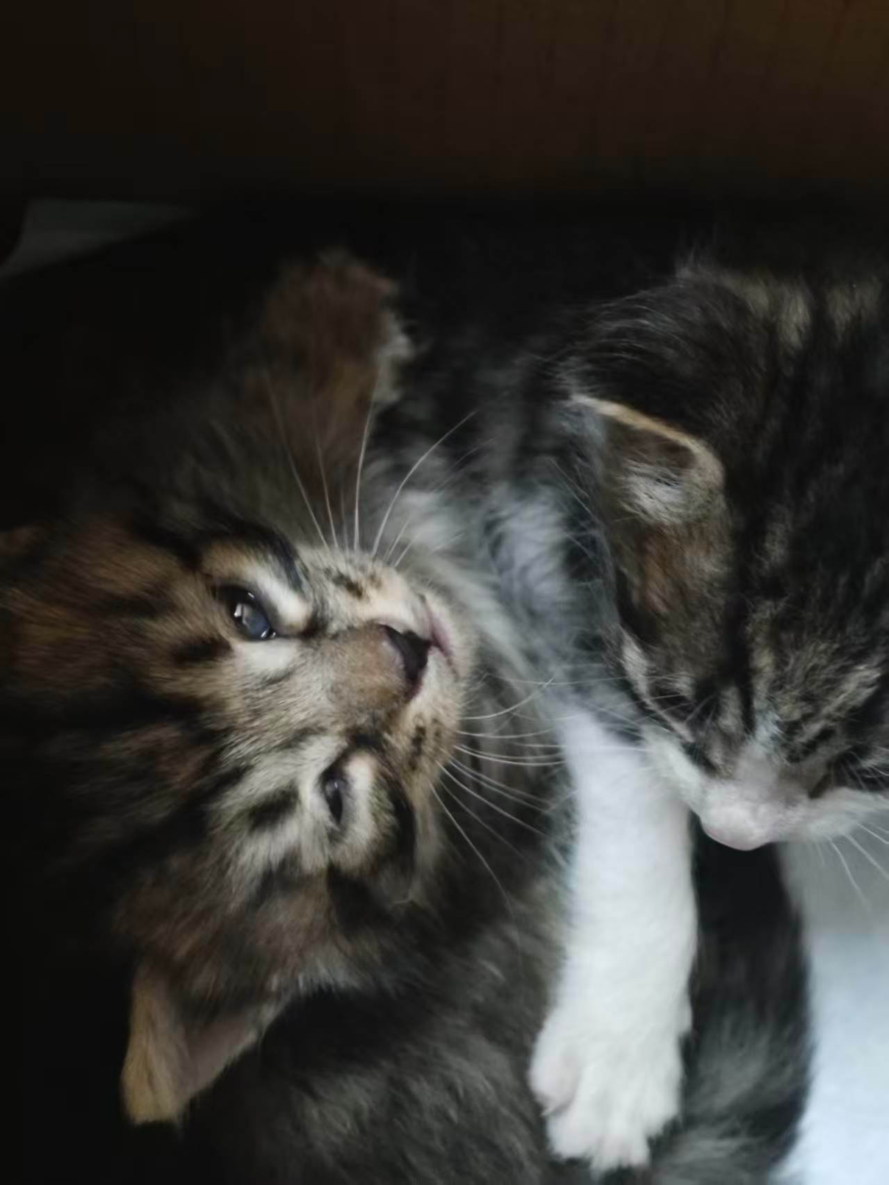 好友在路上被两只小奶猫捡到了但是这个没猫要的野人跟我说这两只喵太小了没断奶，他养