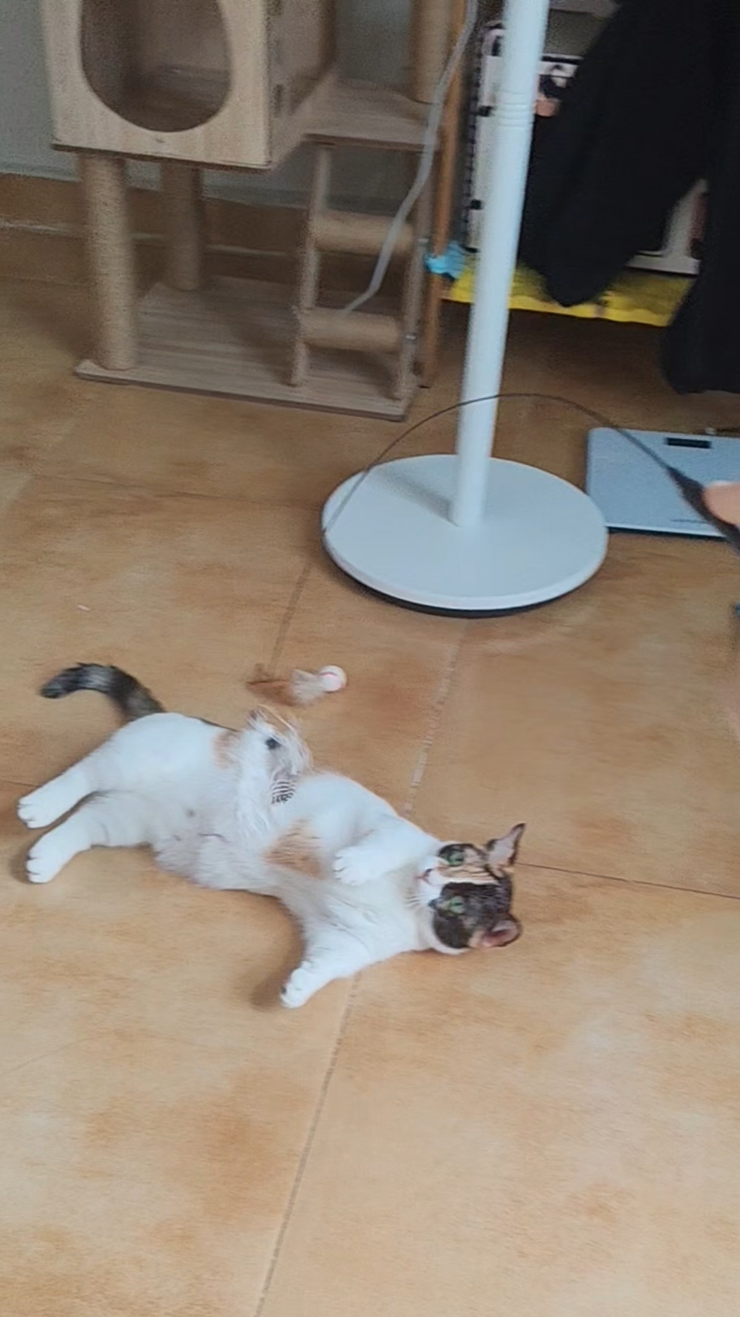 咪儿耍杂技 ​​​