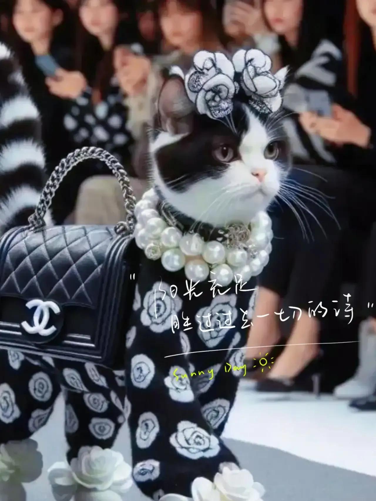 看一眼就爱上了，竟然真的有猫猫走秀。高贵典雅冷艳神秘，怎么训练的猫猫呢？
#优雅