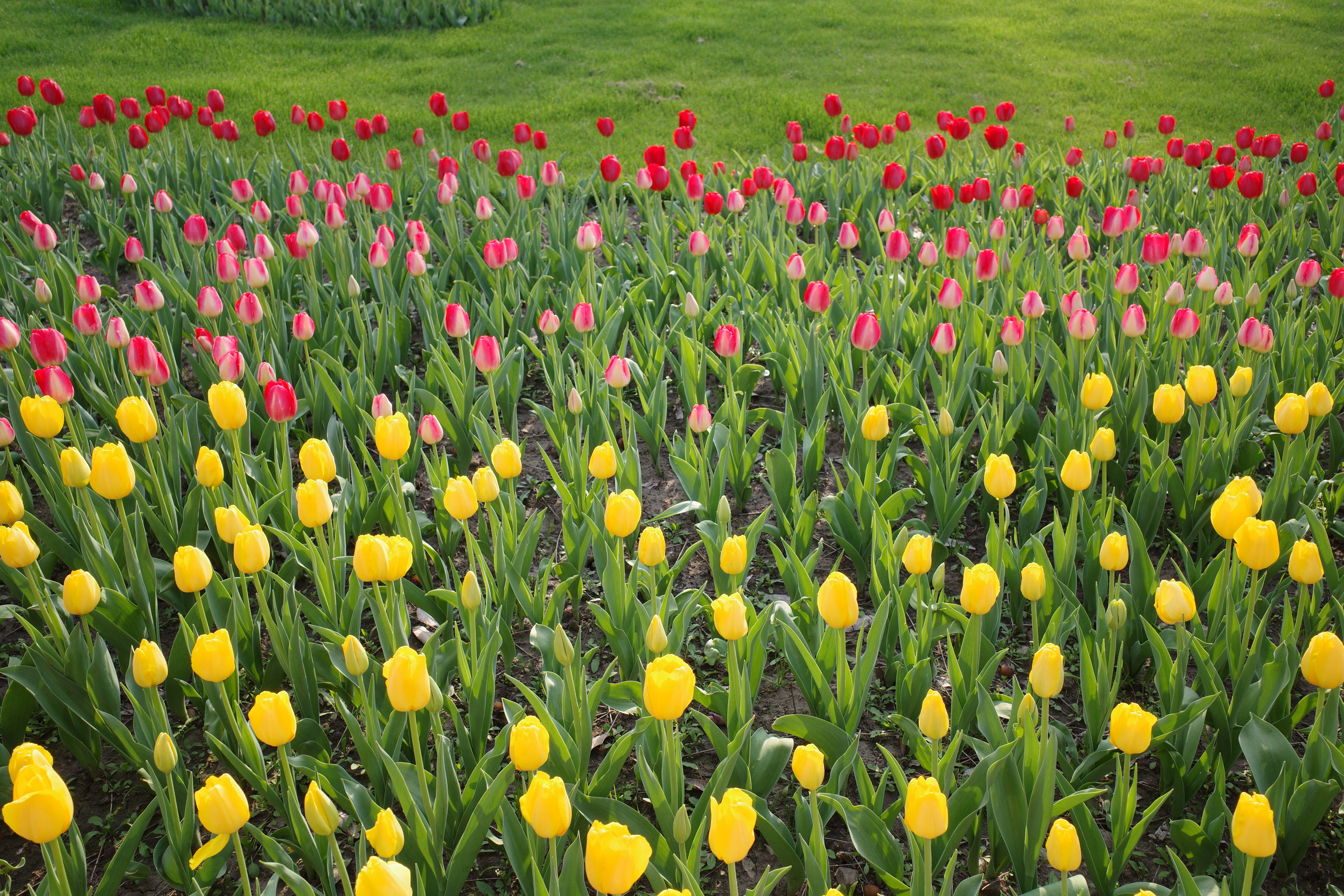 我收回理光拍照不好看没必要买这句话，理光拍照好好看！好香！等我过两天更新照片