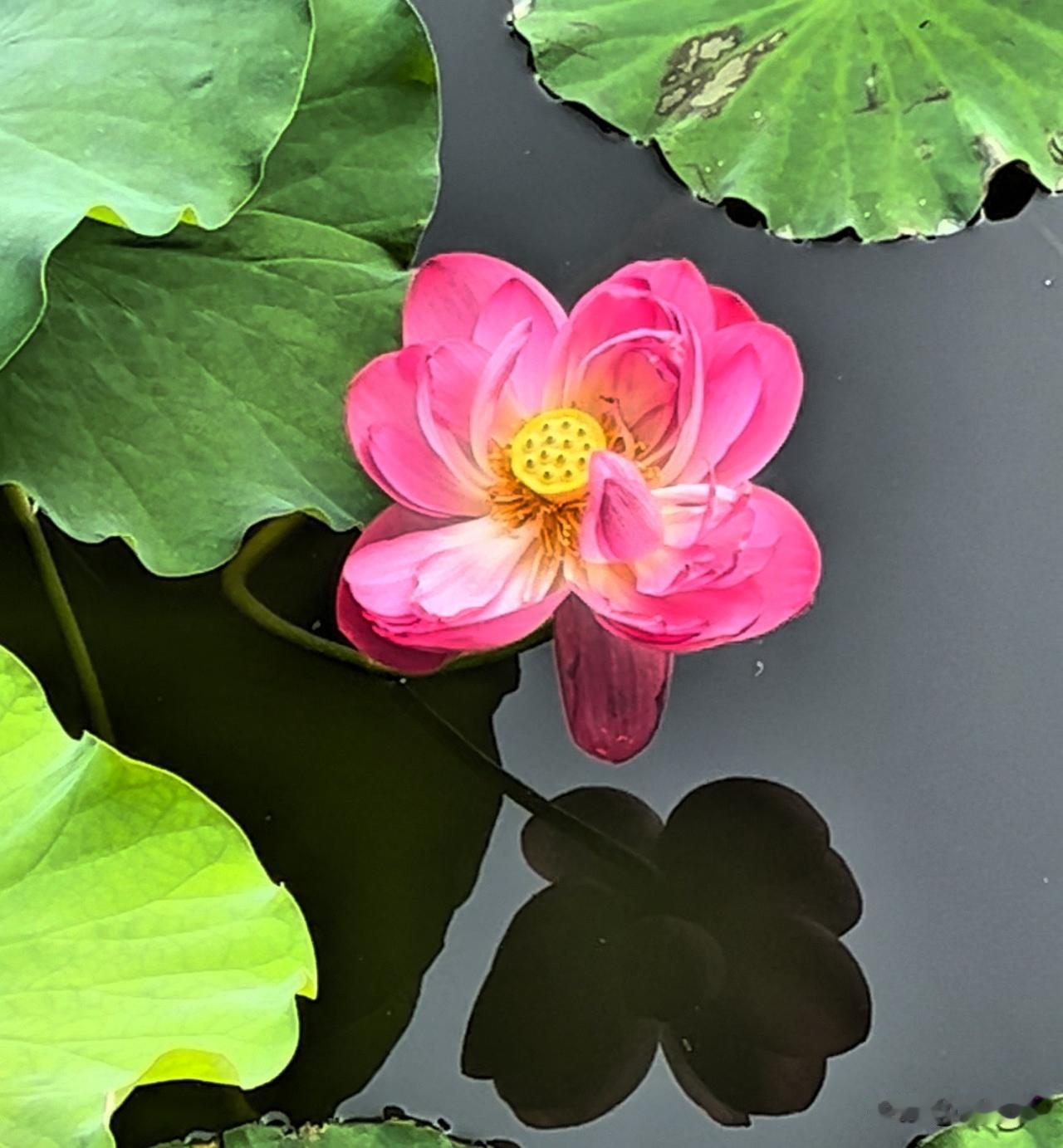 用手机其实很难拍出荷花的美，为什么呢？
主要是荷花开在池塘里，人在岸上拍，距离比