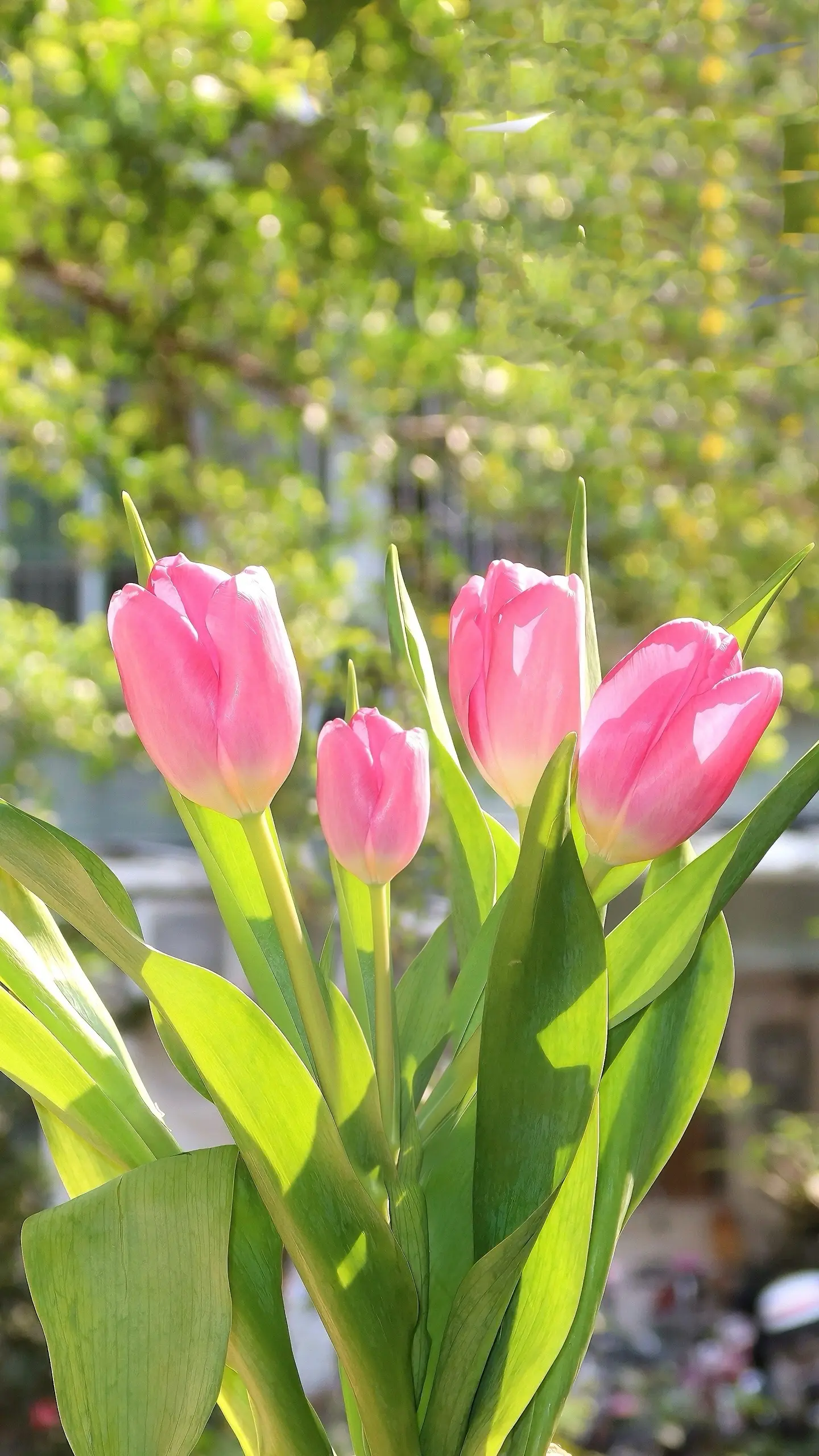 🌷春天是她最爱的季节。
