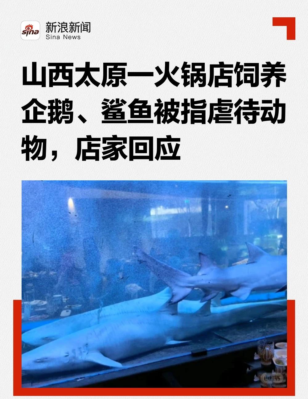 山西一火锅店被曝饲养企鹅、鲨鱼，店家回应
近日，有市民投诉称，山西太原市冉十一艺