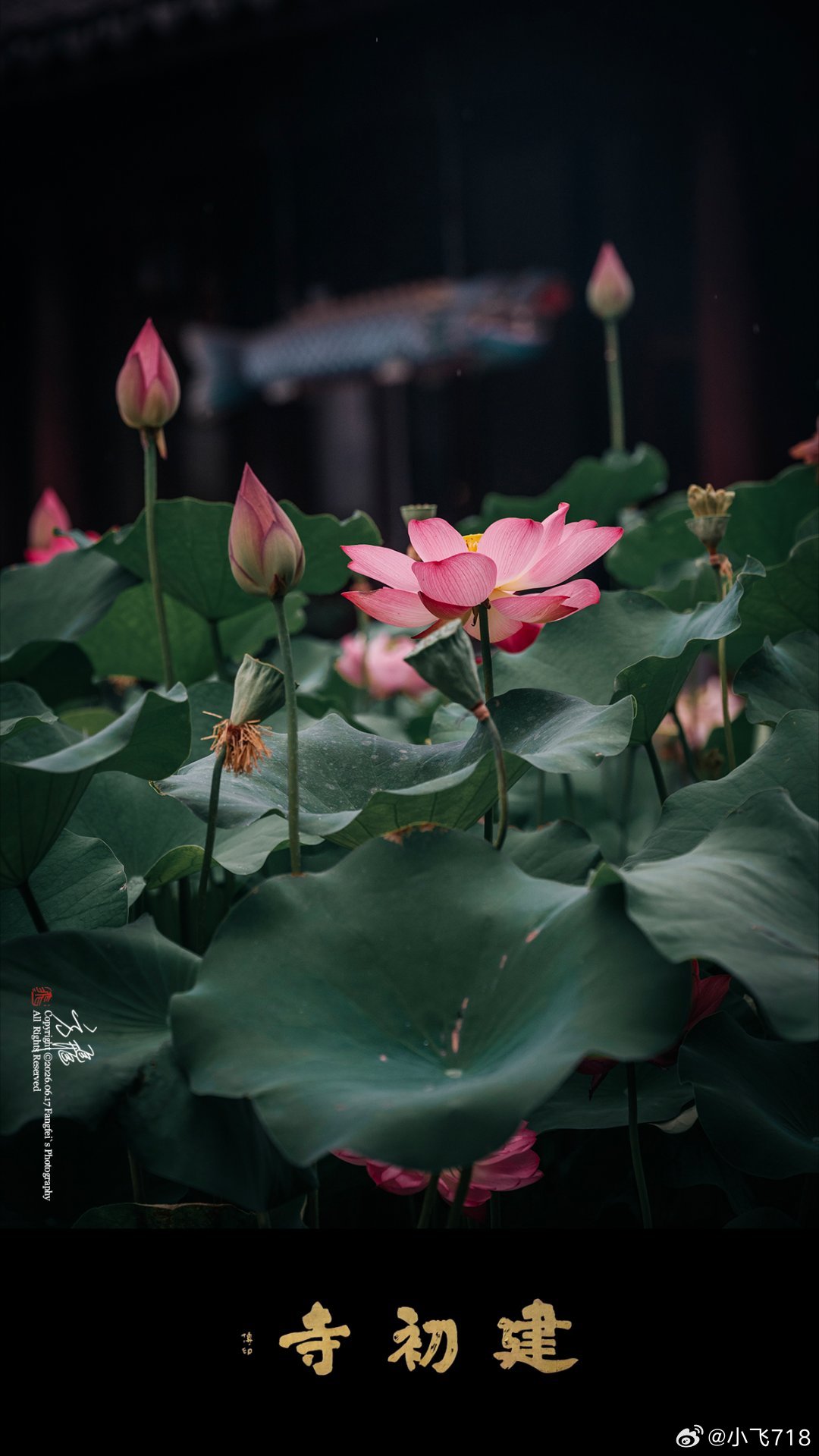建初古寺，一钵清荷渡长夏秦淮河畔长干里，藏着东吴赤乌年间便立寺的建初寺，江南佛法
