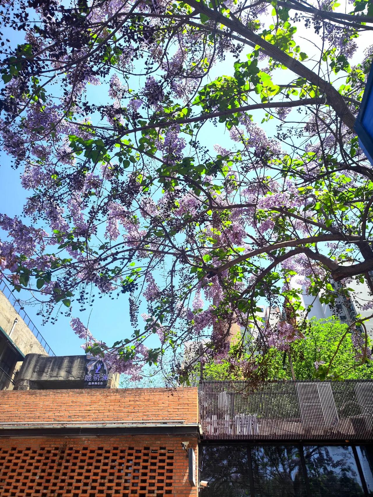 抬头，看看你拍的梧桐树花开。这个春天抬头看树 花树古院 蓝花楹盛开的季节 蓝楹花