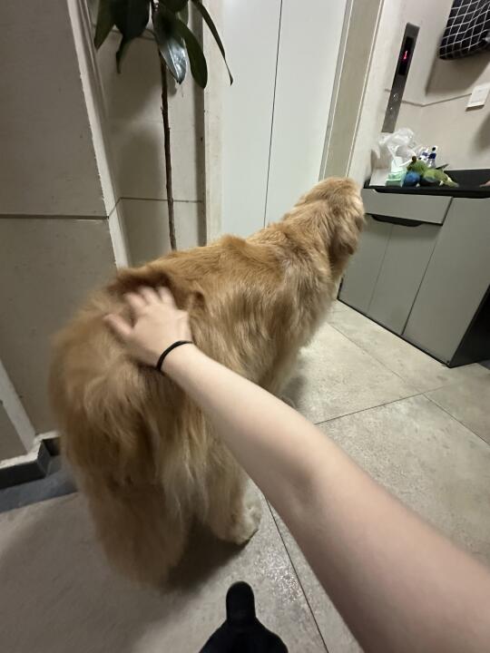 凌晨的楼道里撸狗