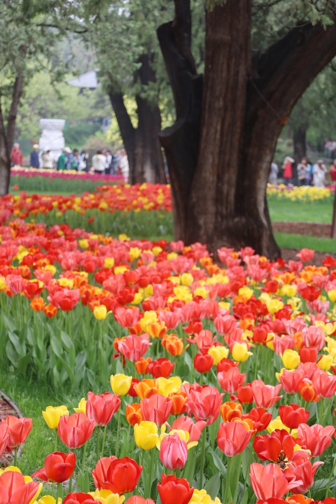 中山公园郁金香🌷 摄影