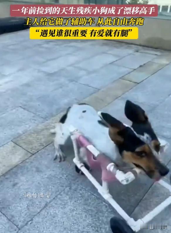 身体上的残缺促成狗届一位飘逸高手的诞生。
 
青岛的一户人家一年前捡到了一位有残