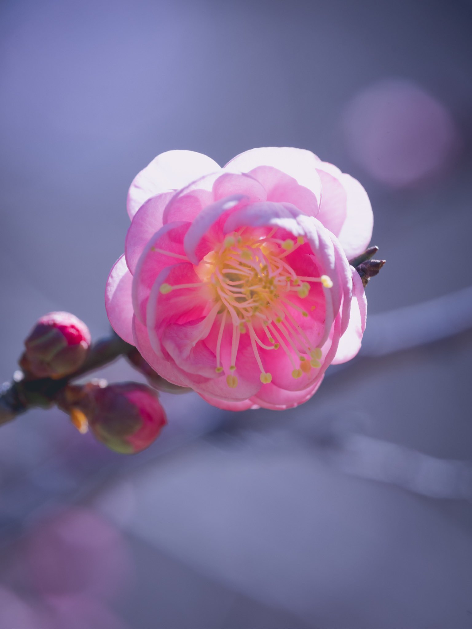 春随香草千年艳，人与梅花一样清。——（明）徐宏祖 