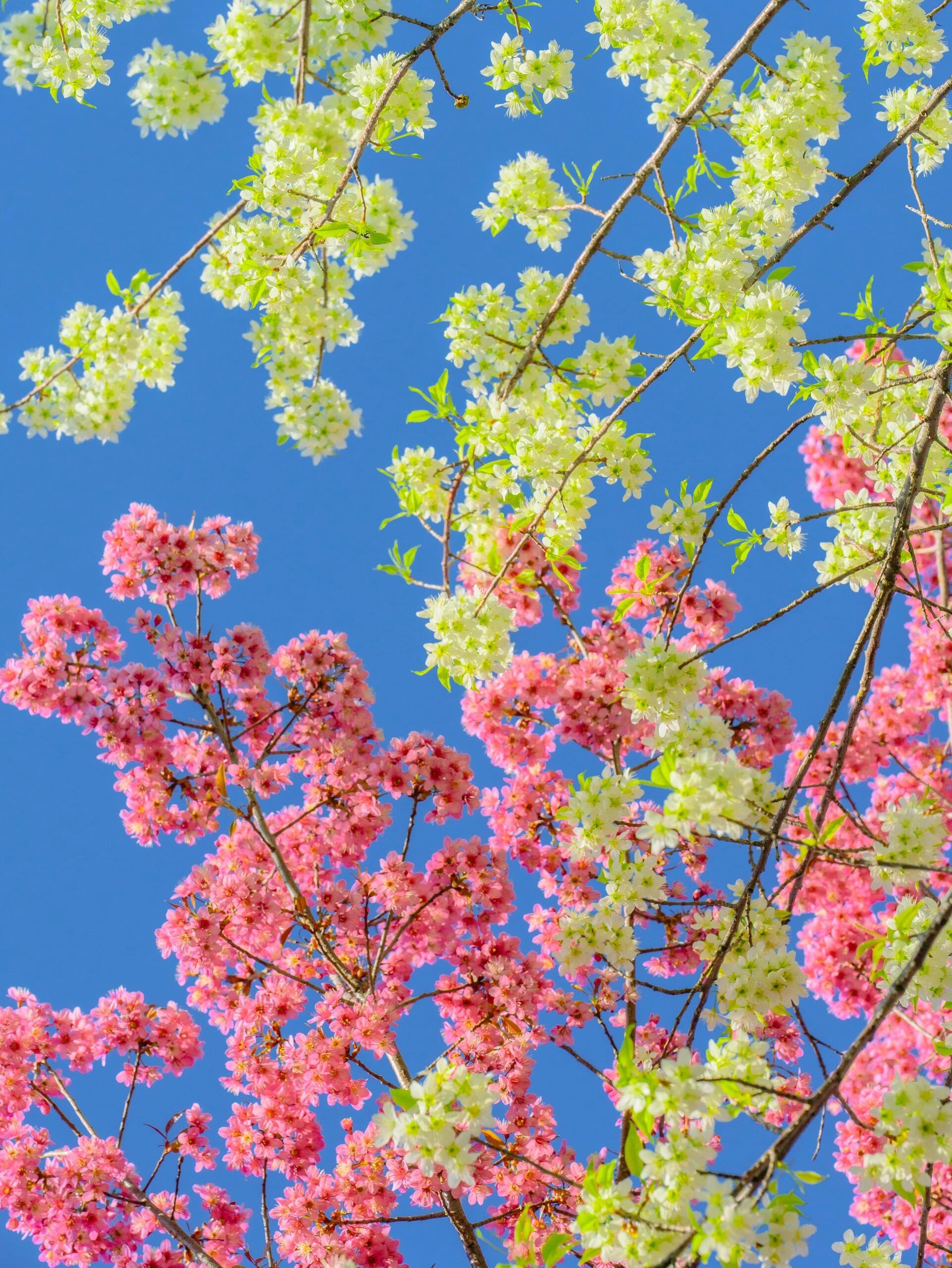 三色樱花🌸同框，见者好运🍀 