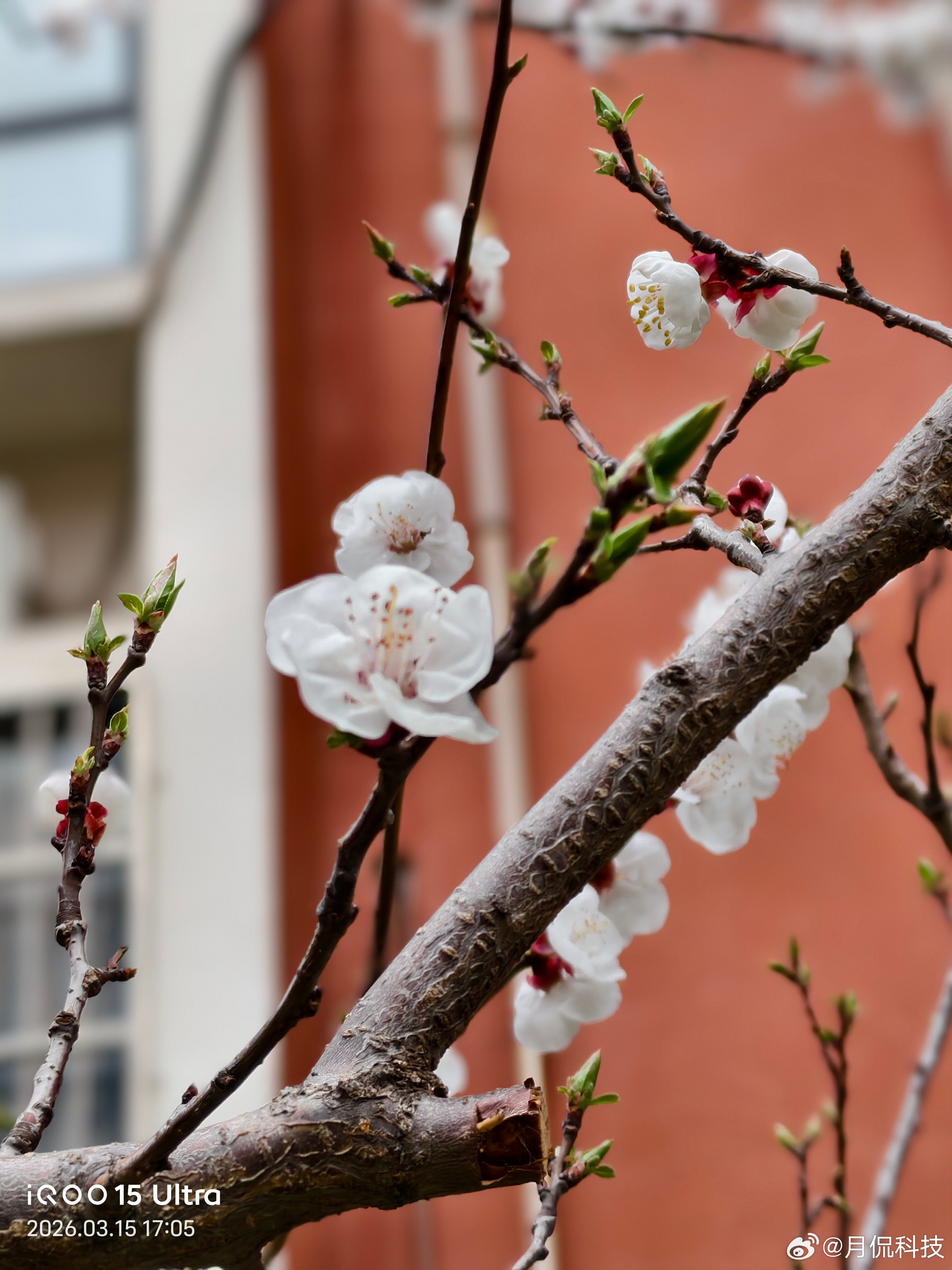 你们那的花开了吗？用iqoo15 ultra 记录下小区的一角iqoo