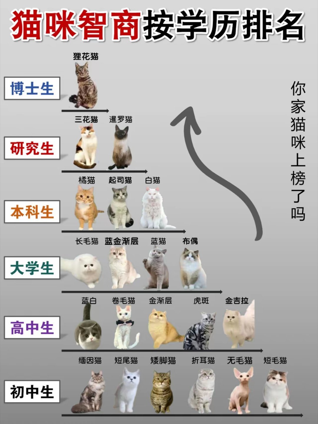 假如把猫咪智商按学历排名，看看你家猫咪上榜了没？ ​​​