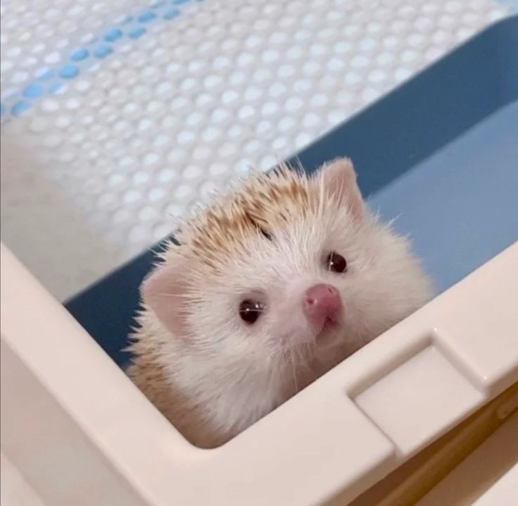 刺猬小子🦔 ​​​