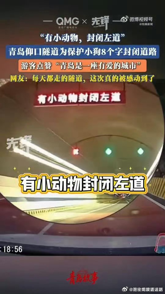 青岛仰口隧道8字提示温柔戳心，“有小动物，封闭左道”，专门为误入隧道的小狗留出安