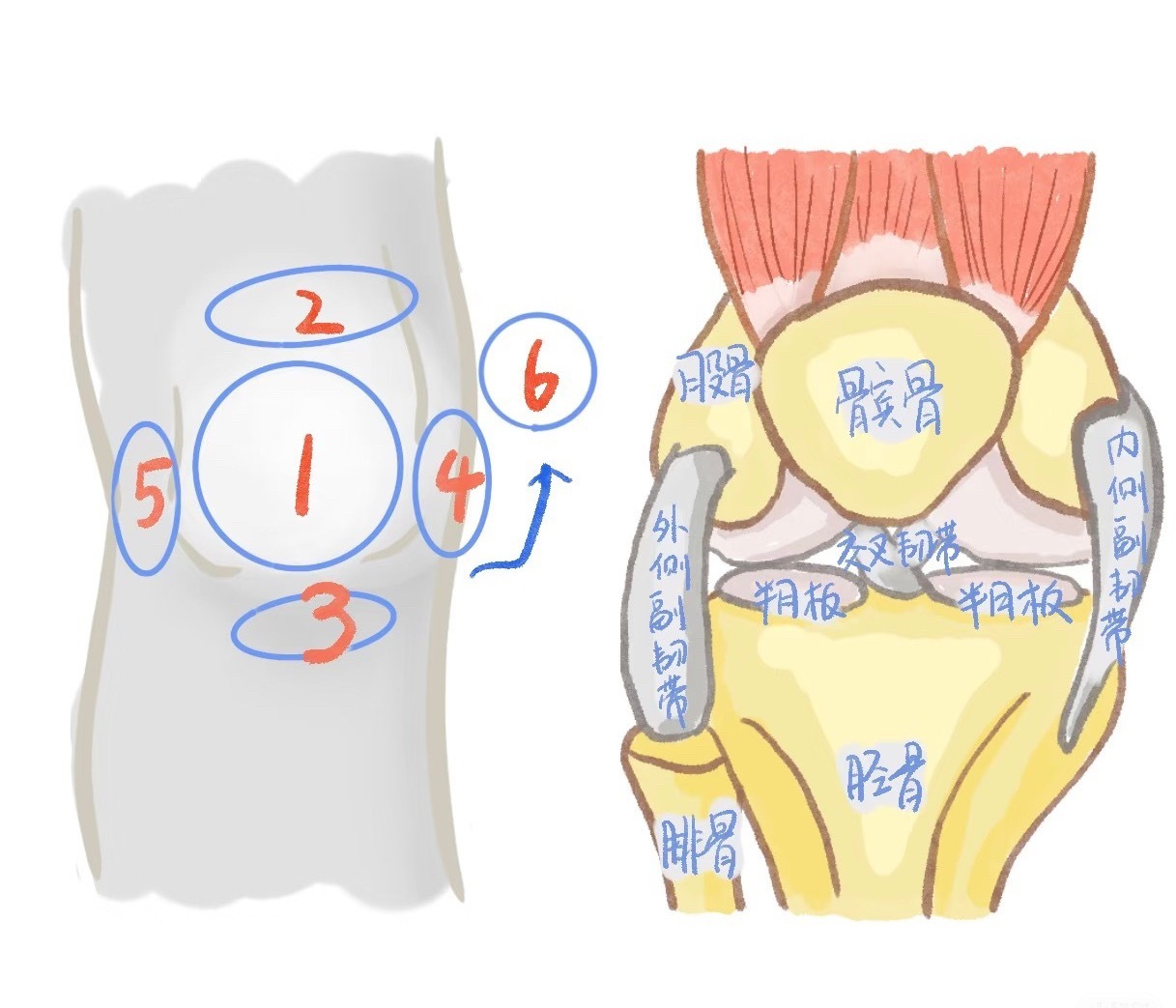 膝关节损伤 今天继续聊膝盖疼痛——常见部位及可能原因👇🏻👇🏻01【膝盖前