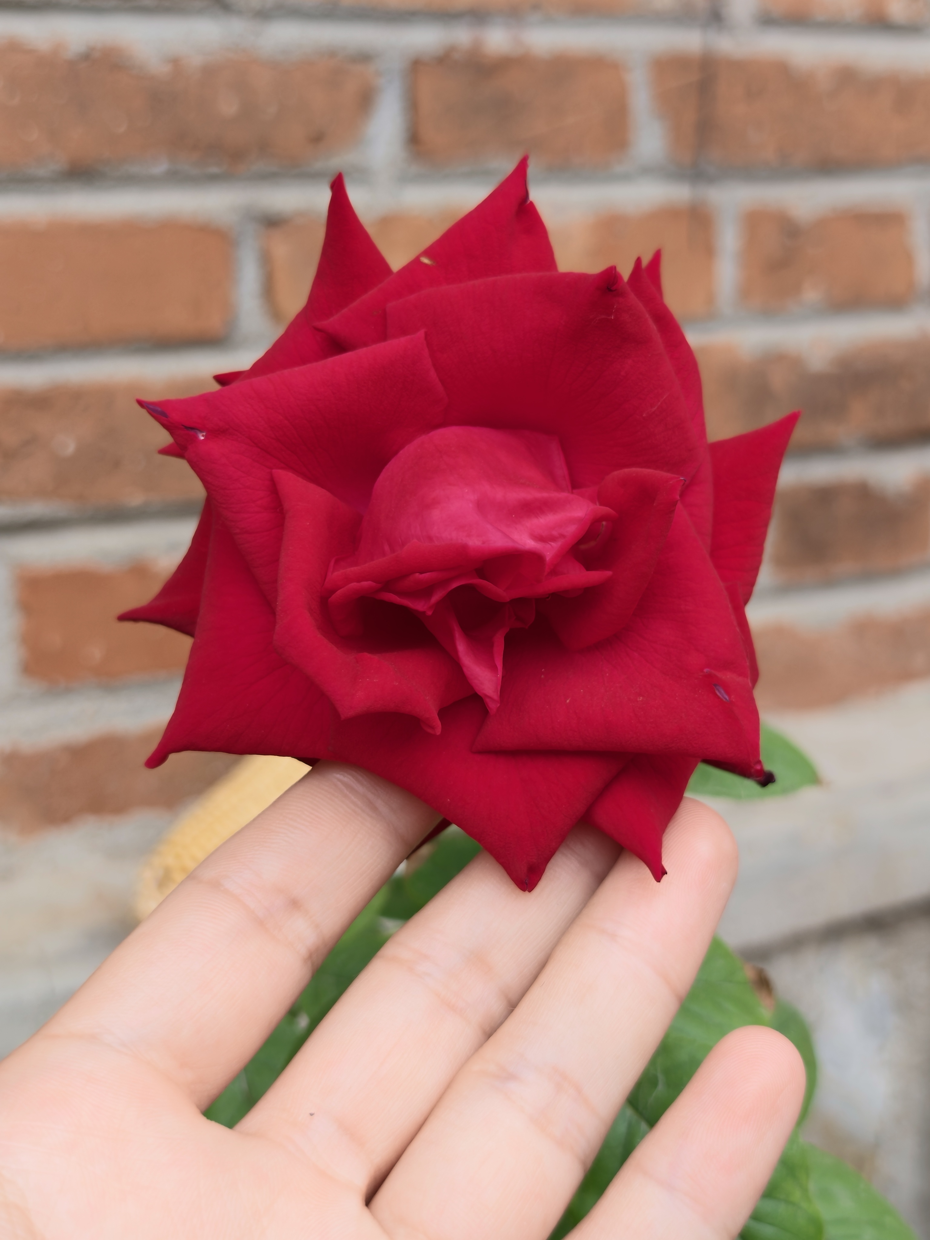 小王子的玫瑰花（其实是月季） 