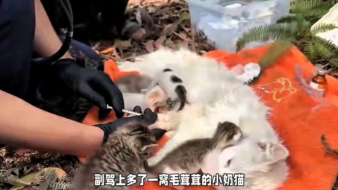 杭州女子下班后忘关车窗，女子取车时看傻眼了！

拉开车门就听见细细的猫叫，低头一