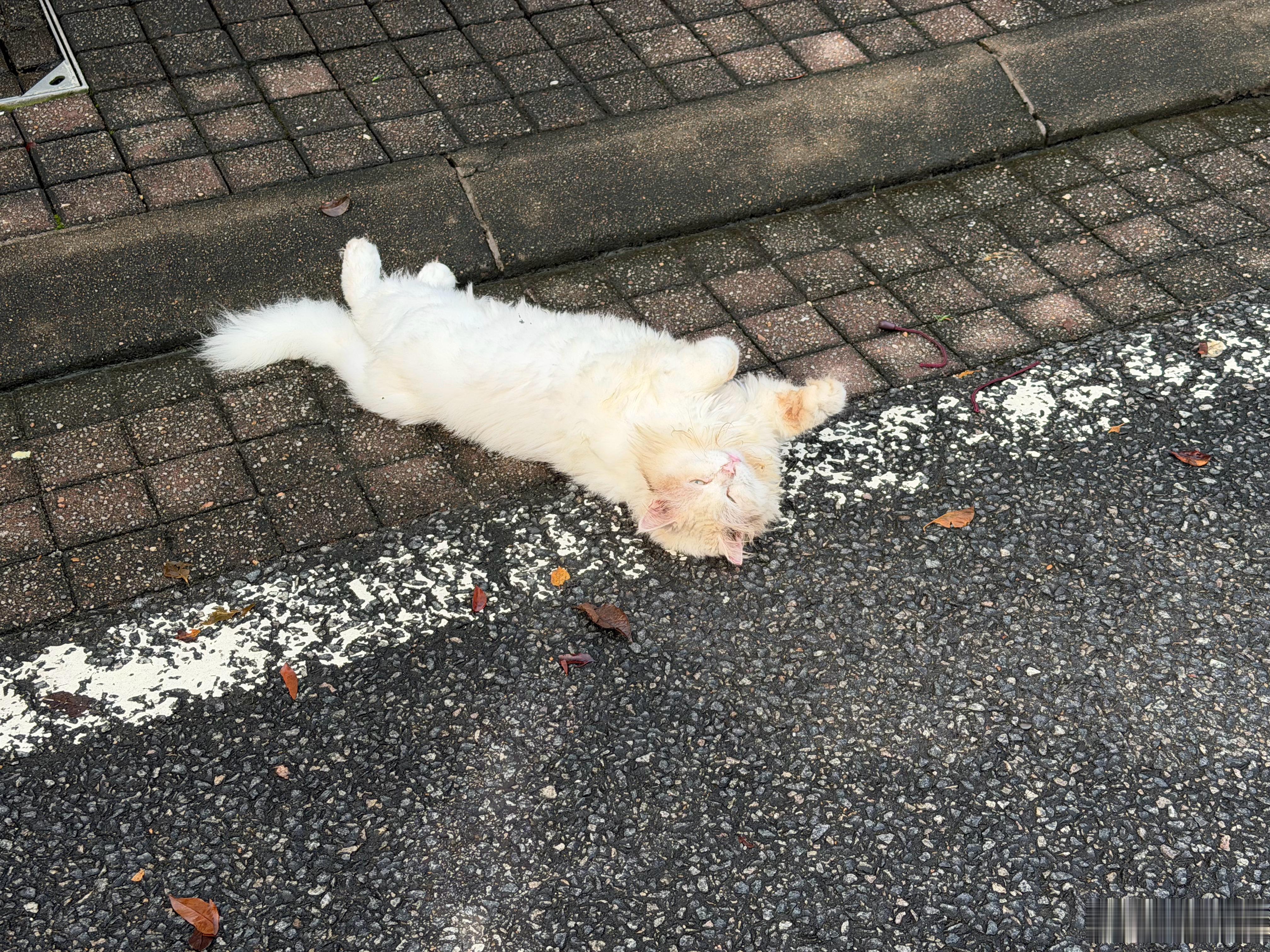安全的猫，看到本博直接躺下了。这种动物的表现通常能清楚说明它是否受过伤害，以及本