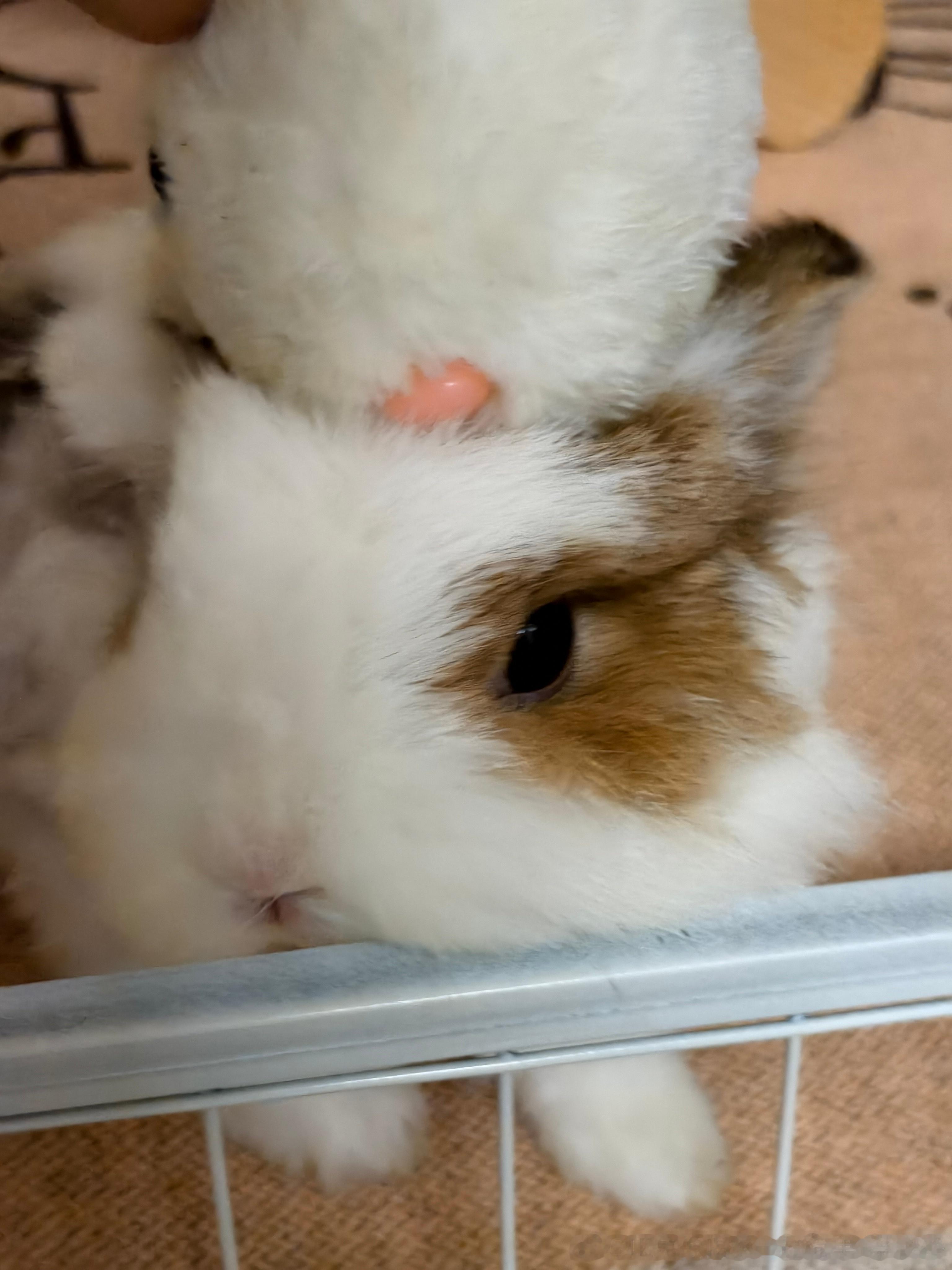 13815🐇【美兔】 