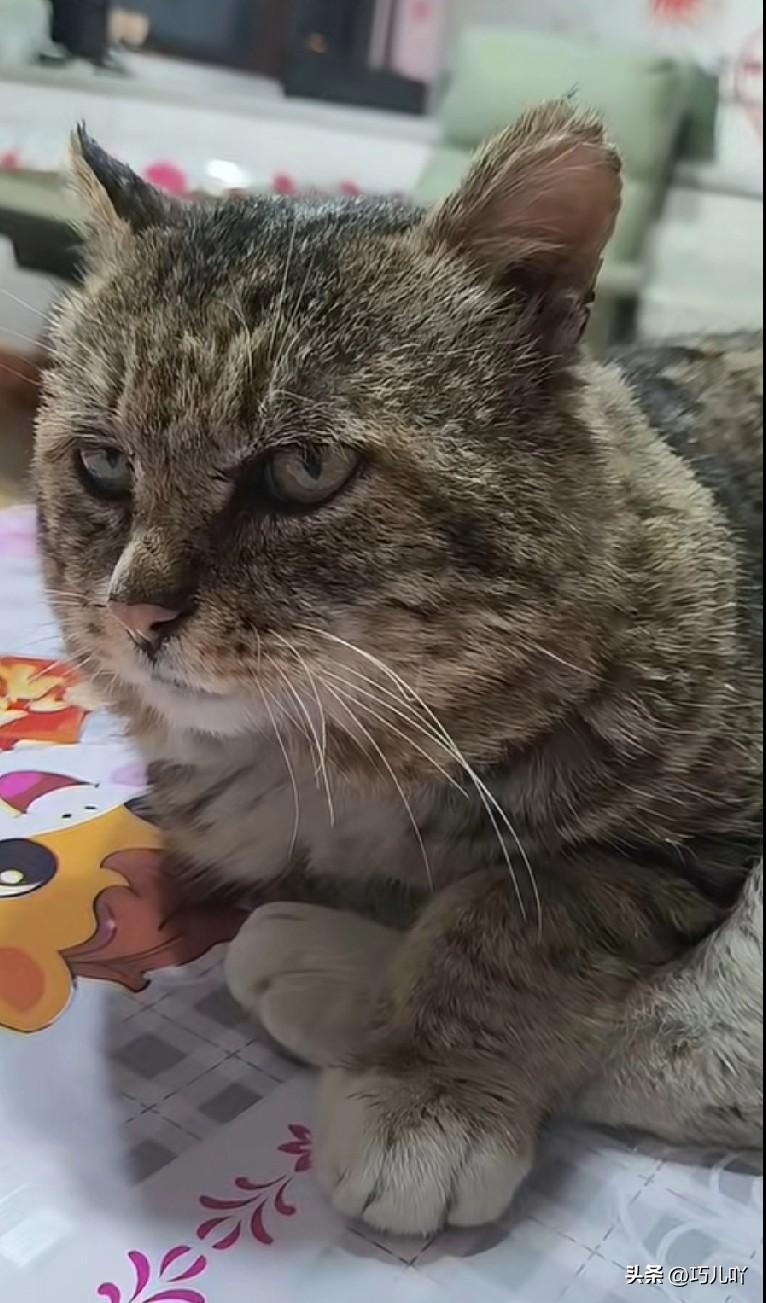 民风不淳朴的地方，连只猫都容不下！

我刷快手视频时经常看到一个博主家狸花猫的视