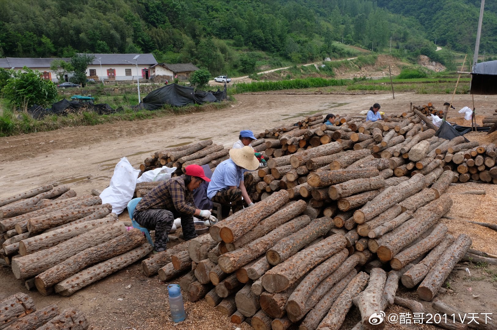 房县 白鹤镇东浪村：初夏点菌冲刺忙十堰爆料初夏点菌冲刺忙 房县新闻网讯 记者 绳