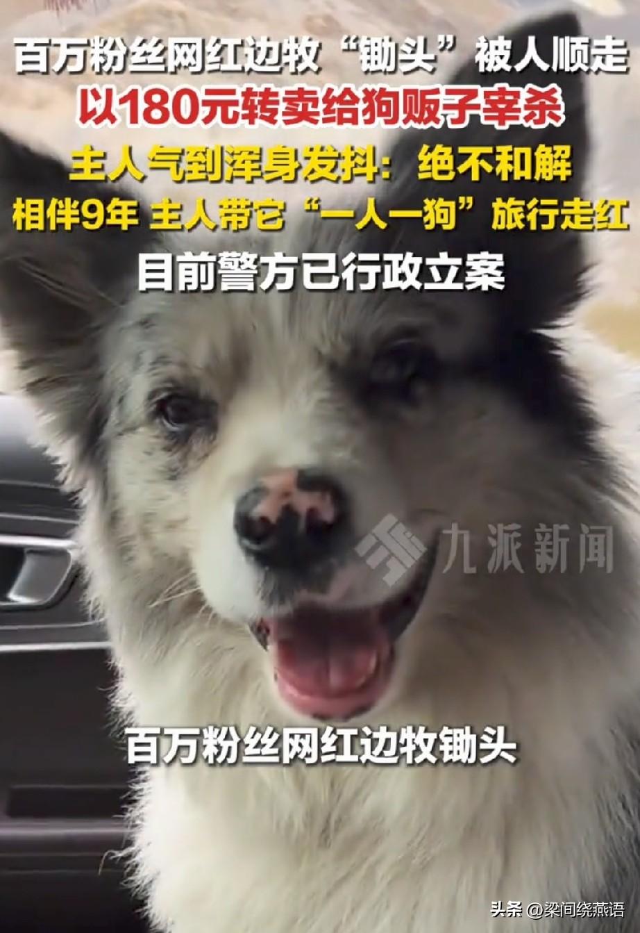 河南百万粉丝网红边牧“锄头”被人顺走，
主人悬赏5000元苦寻半个月，最后找到偷