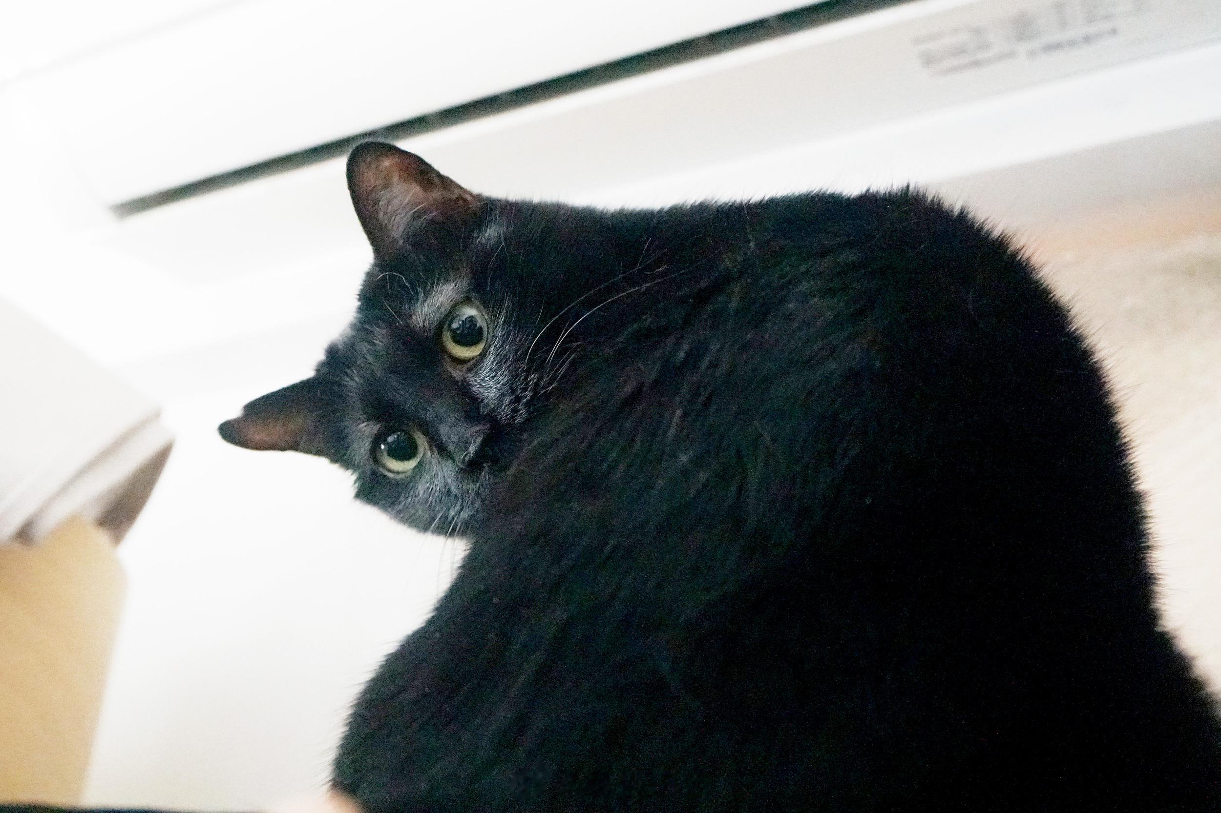 黑色的小尤物。#蝦蝦不可以太可愛# ​​​