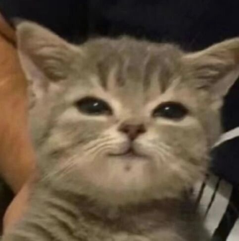 被低像素模糊小猫狠狠戳到了 ​​​
