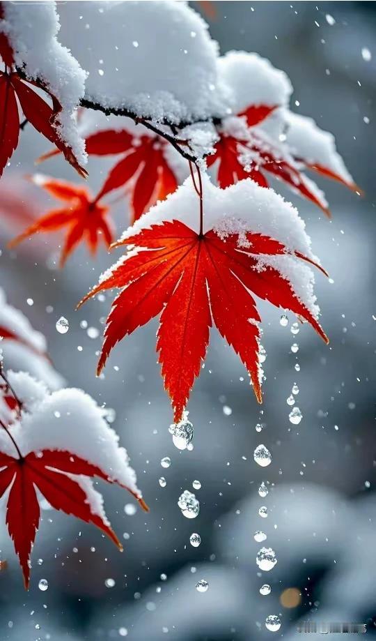 北国风光，千里冰封
落忽惊鸿，星子碎琼，
琼花漫舞，卷地素裹。