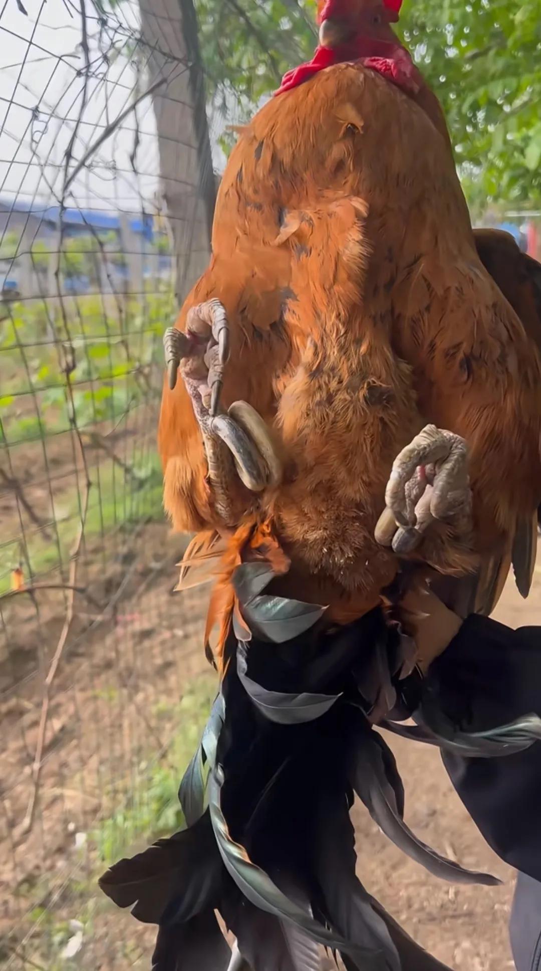 这只大公鸡是我花300元从村里老奶奶家里买过来的。老人家说喂养十多年了，你们觉得